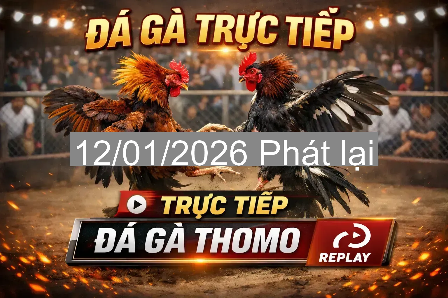 🔥 Đá gà Thomo TH7A & TH7B ngày 12/01/2026 – Video cập nhật theo từng tập